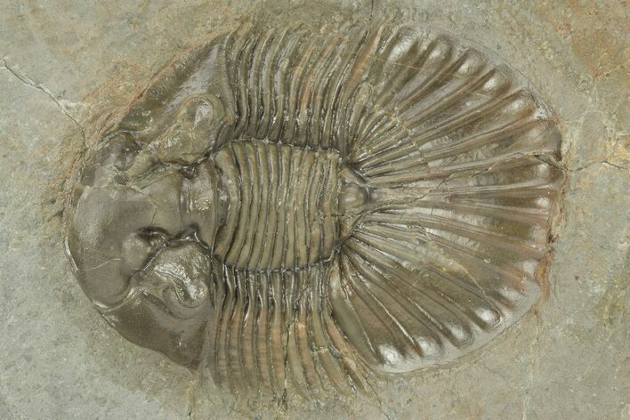 Beautiful Scabriscutellum Trilobite - Morocco #210172